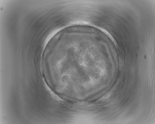 X0000070411295200606302027