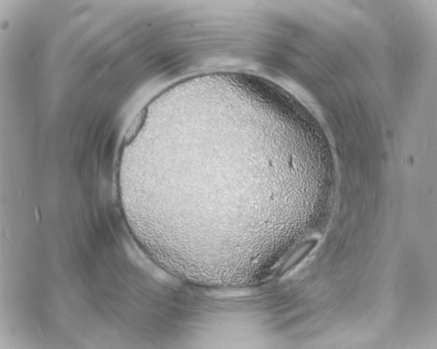 X0000070411296200606302027