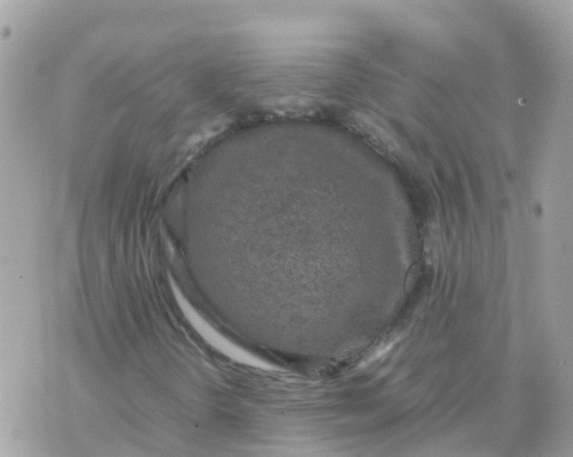 X0000070411298200606302026