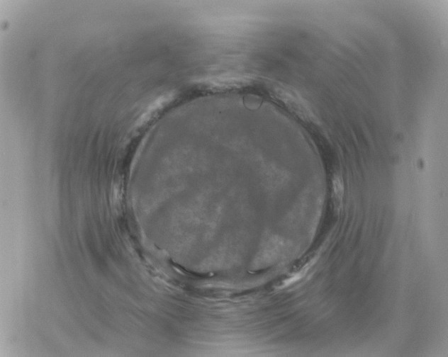 X0000070411300200606302026