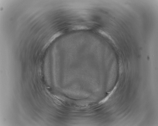 X0000070411305200606302026