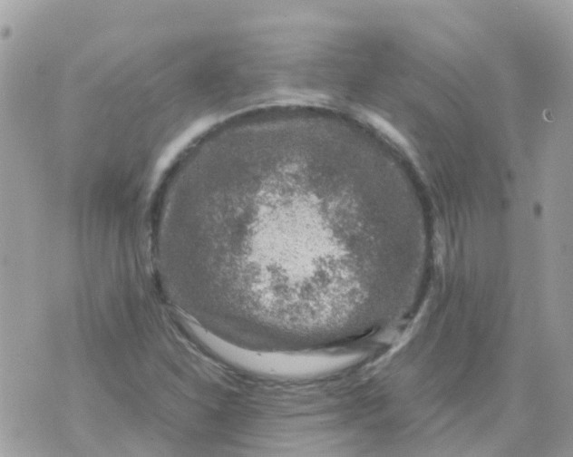 X0000070411310200606302026