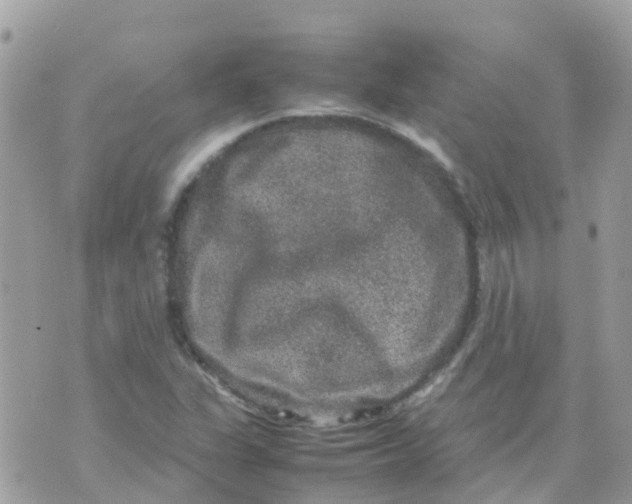 X0000070411311200606302026