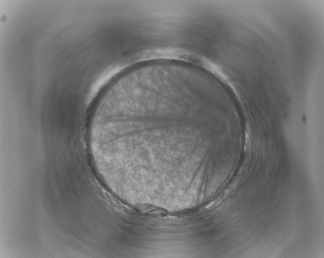 X0000070411312200606302026