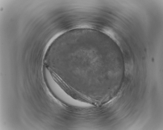 X0000070411331200606302026