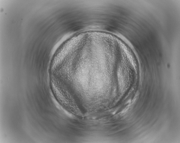 X0000070411341200606302027