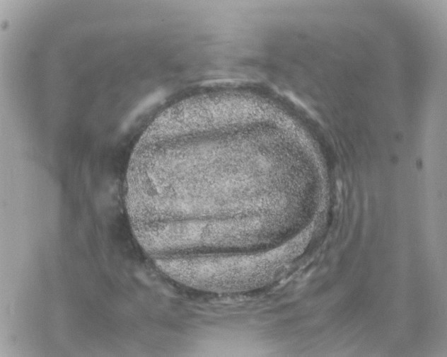 X0000070411351200606302026