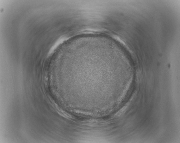 X0000070411355200606302026