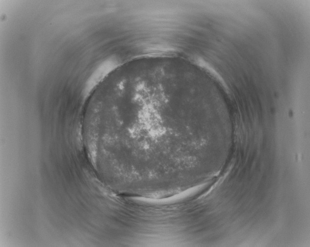 X0000070411362200606302026