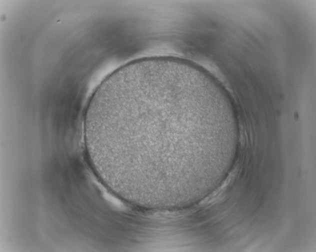 X0000070411366200606302026