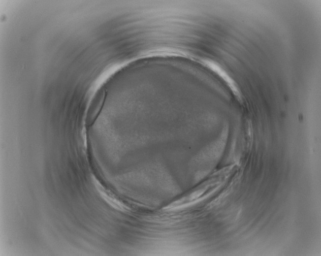 X0000070411372200606302025