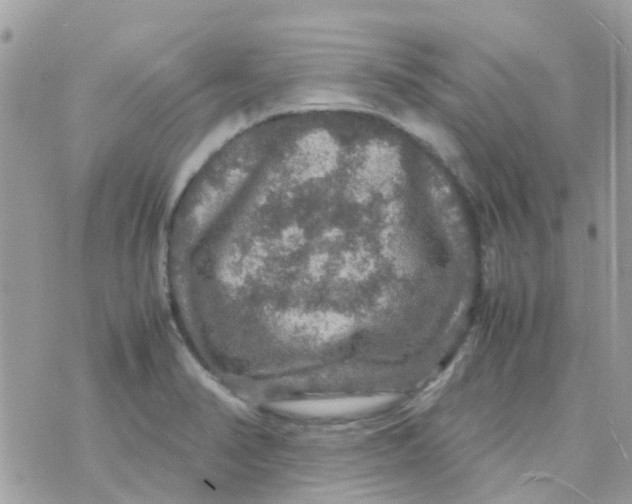 X0000070411374200606302025