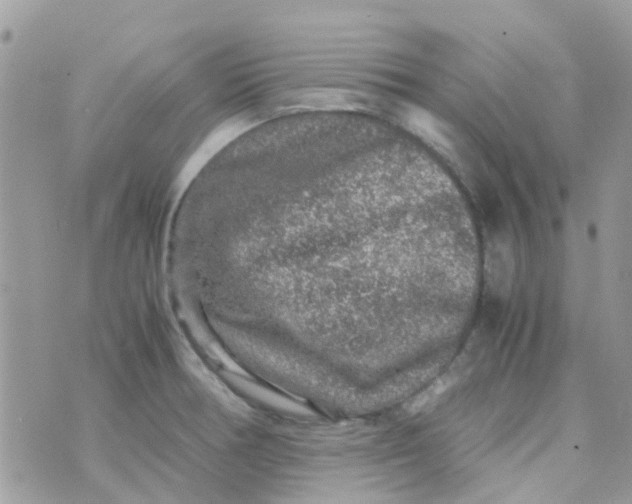 X0000070411378200606302025