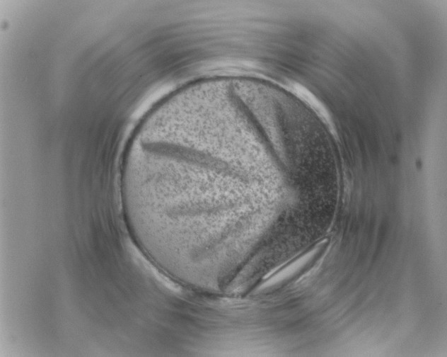 X0000070411384200606302025