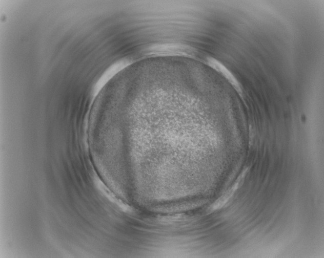 X0000070411386200606302025