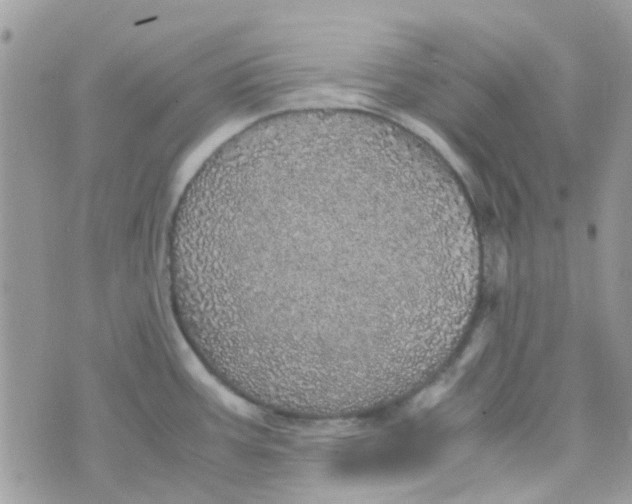 X0000070411387200606302025