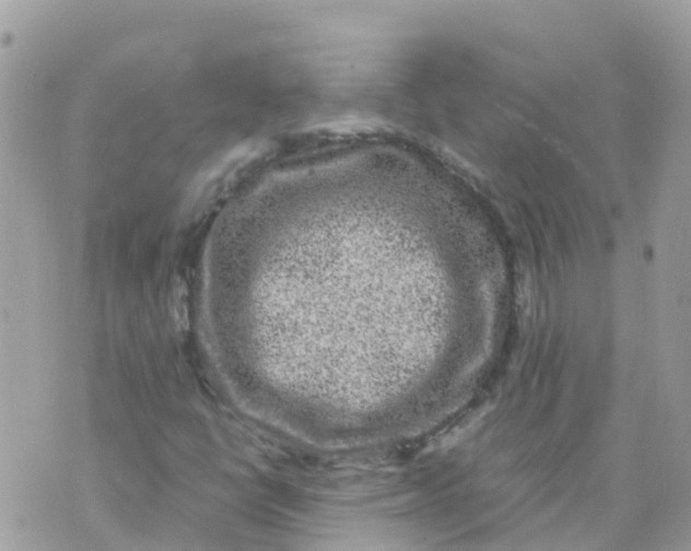 X0000070411398200606302024