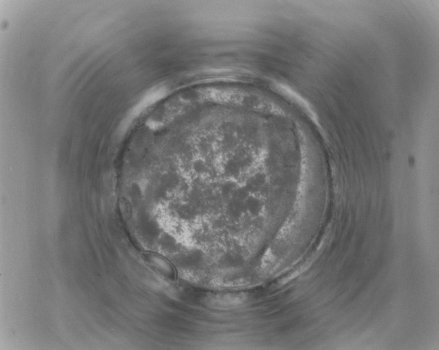 X0000070411411200606302025