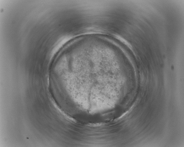 X0000070411415200606302025