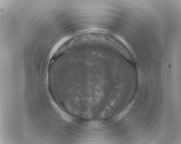 X0000070411418200606302025