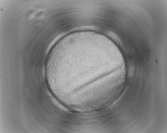 X0000070411420200606302025