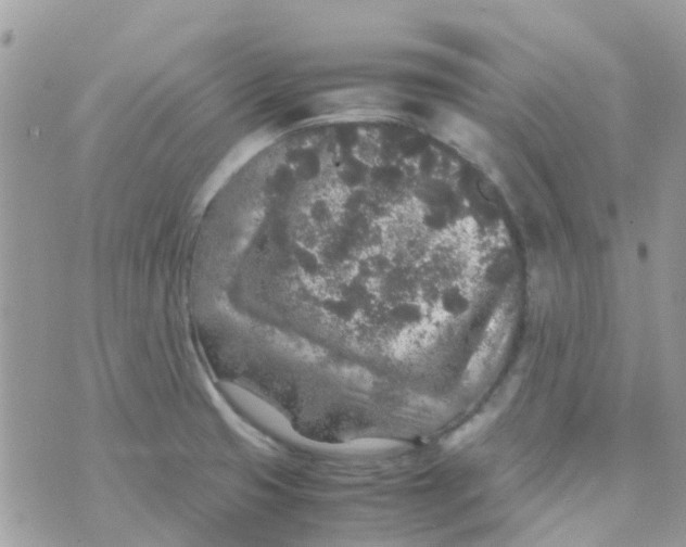 X0000070411425200606302025