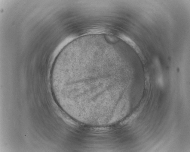 X0000070411427200606302025