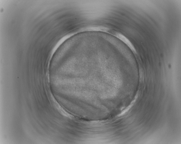 X0000070411436200606302025