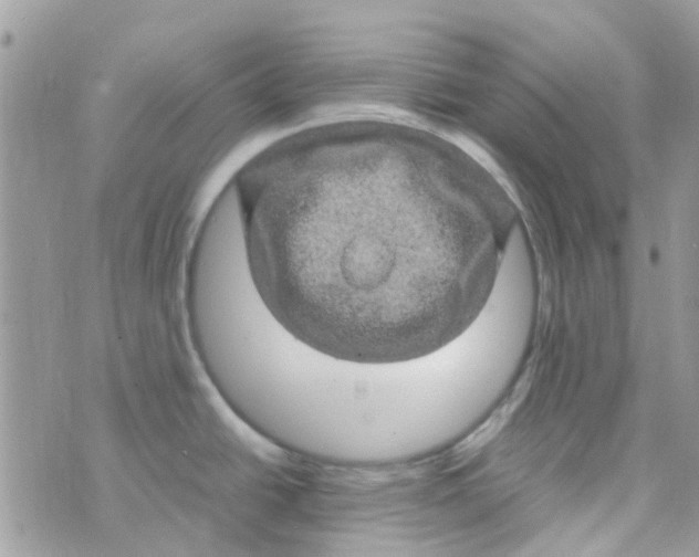 X0000070411438200606302025