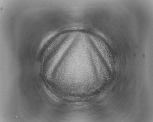 X0000070411448200606302024