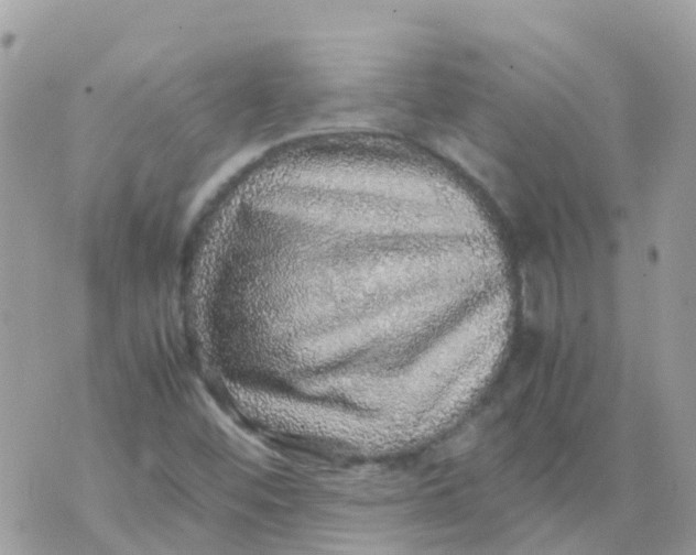 X0000070411452200606302024