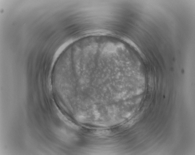 X0000070411466200606302024