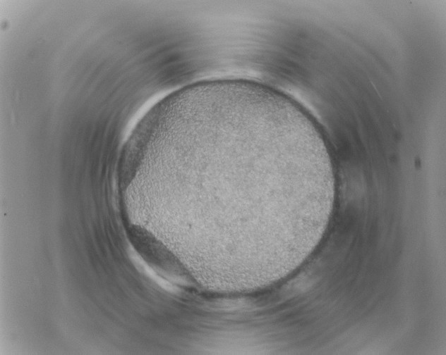 X0000070411468200606302024