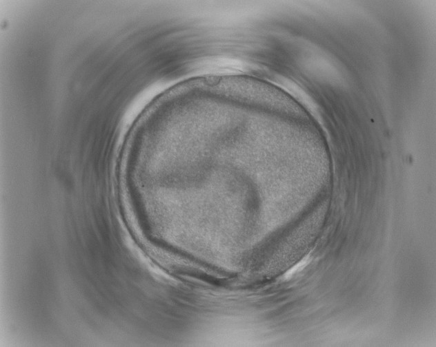 X0000070411488200606302024