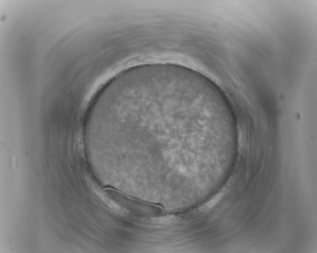 X0000070411498200606302023