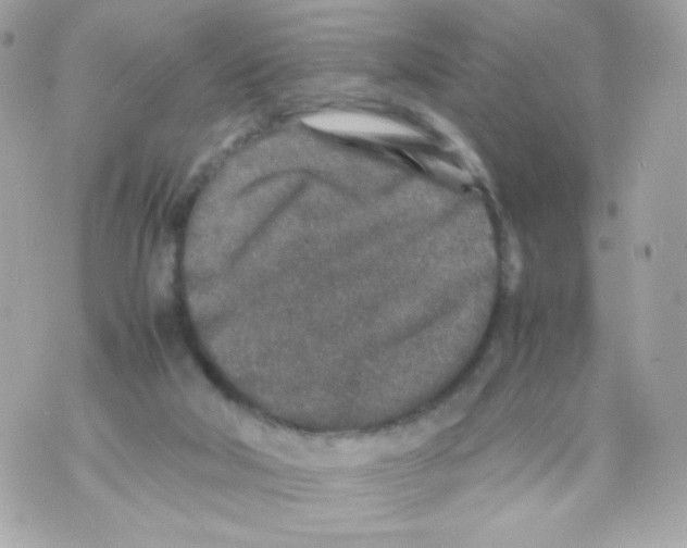 X0000070410018200607072321