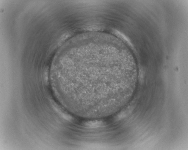 X0000070410065200607072320