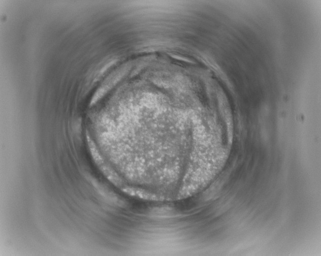 X0000070410066200607072320