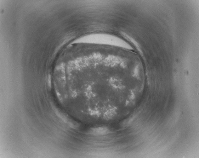 X0000070410067200607072320