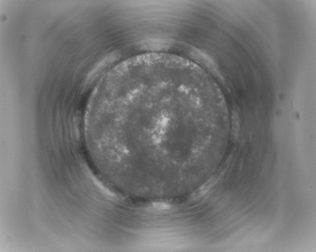 X0000070410114200607072319