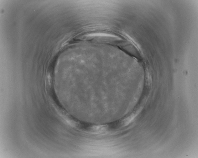 X0000070410117200607072319