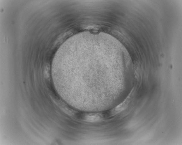 X0000070410175200607072318