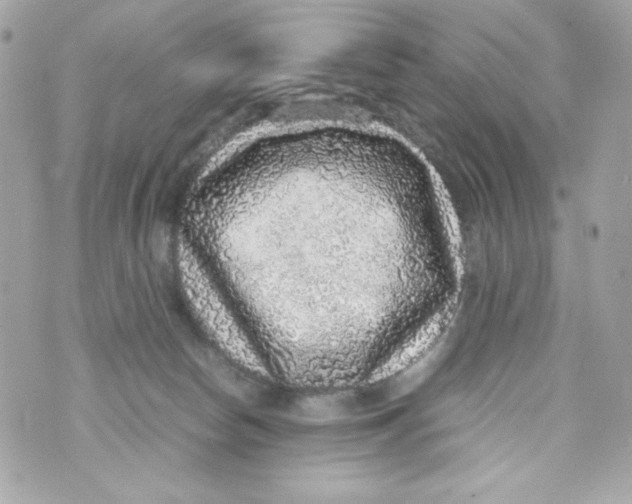 X0000070410178200607072318