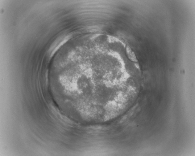 X0000070410194200607072318