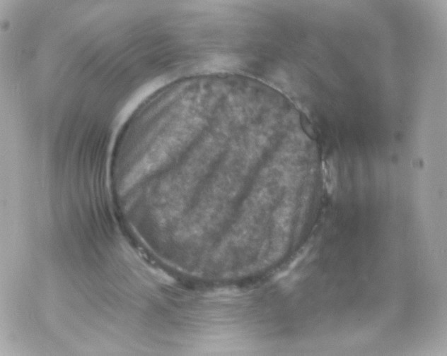 X0000070410196200607072318