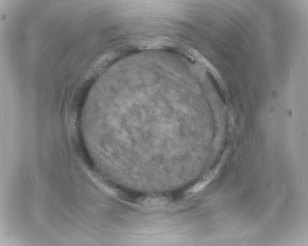 X0000070410209200607072317