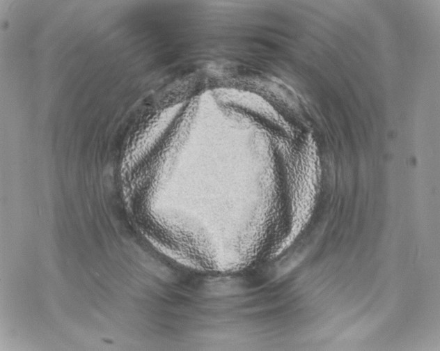 X0000070410269200607072317