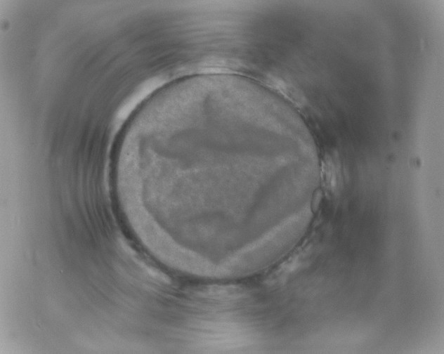 X0000070410292200607072316