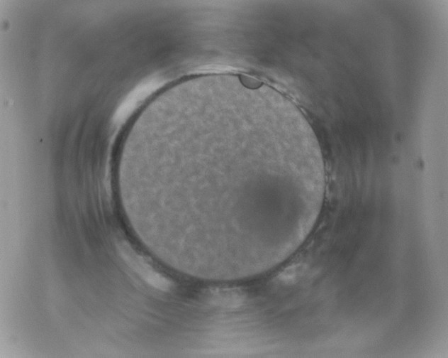 X0000070410296200607072316