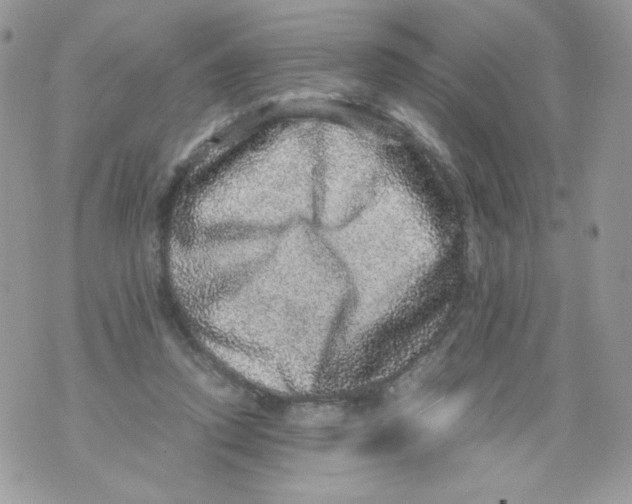 X0000070410354200607072315